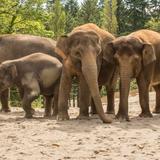 Oregon Zoo
