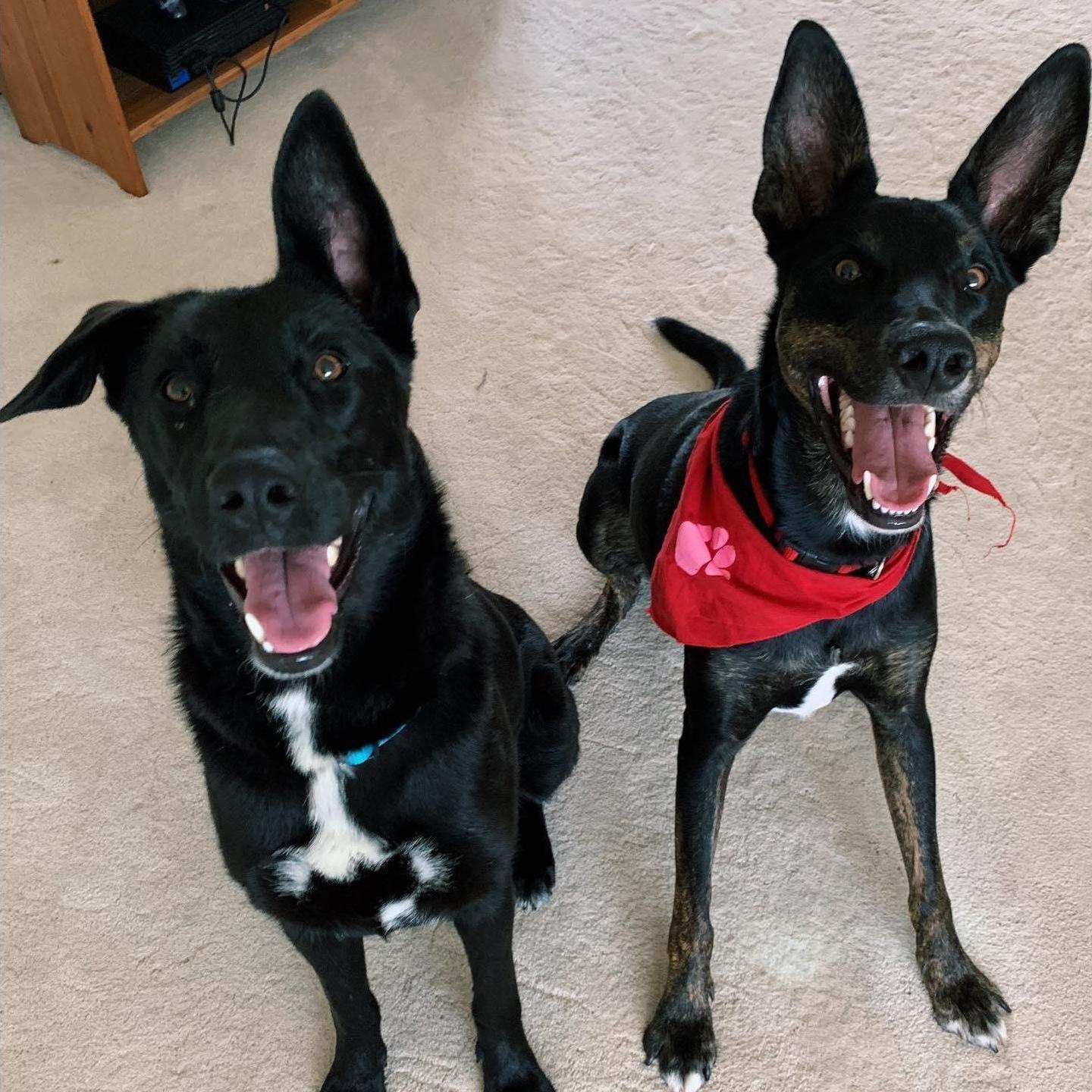 Our two beautiful babies, Lola & Spike!