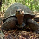 GIANT TURTLES ON PRISON ISLAND