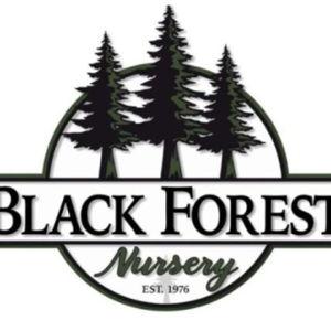 Blueberry bush