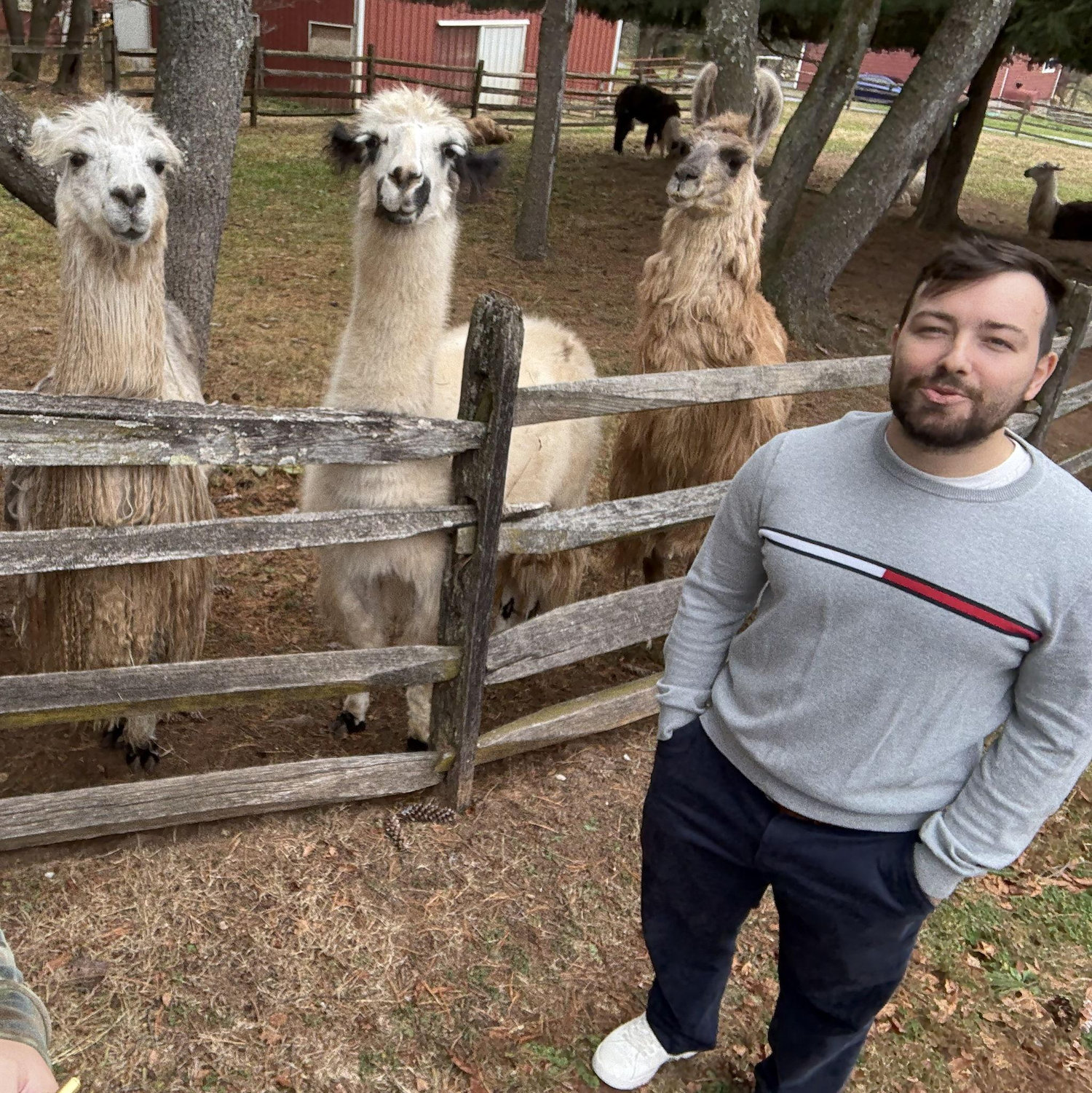 sneak peek of dan with the wedding alpacas