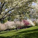 Cornell University Botanical Gardens