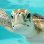 Turtle Hospital