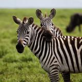 Safari Wilderness