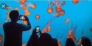 Monterey Bay Aquarium