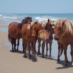See the Wild Horses!