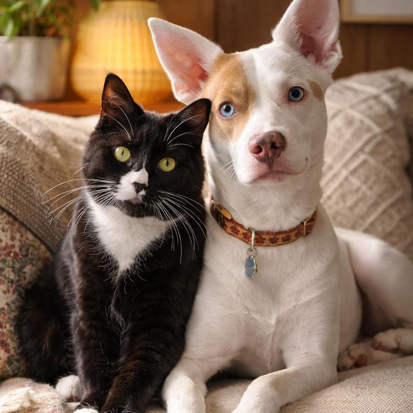Year's Supply Of Pet Treats