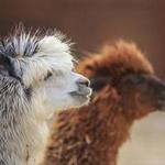 Sawdust Hill Alpaca Farm