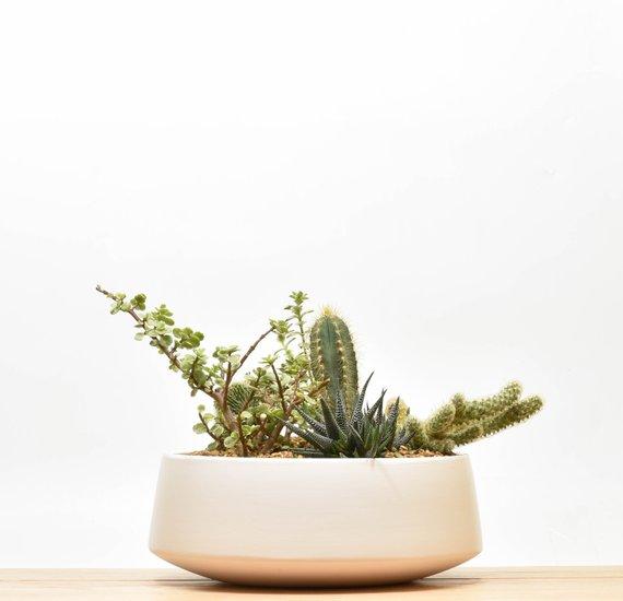 Tabletop Succulent Planter