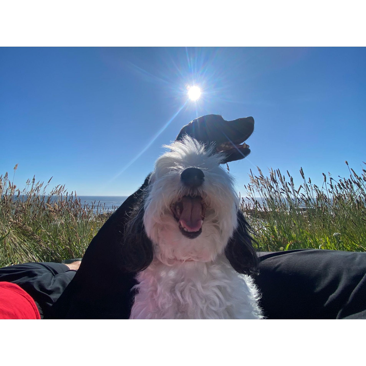 Because we are THOSE people who bring their dogs on all their adventures (...and yes they will be at our wedding too)!