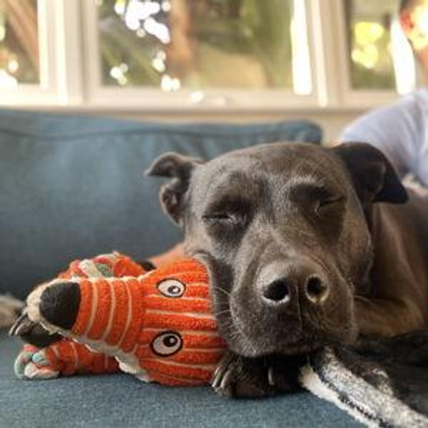 Olive's Toy Fund