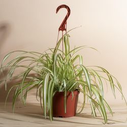 Home Botanicals, 6-Piece Ionantha Air Plant Collection | Zola