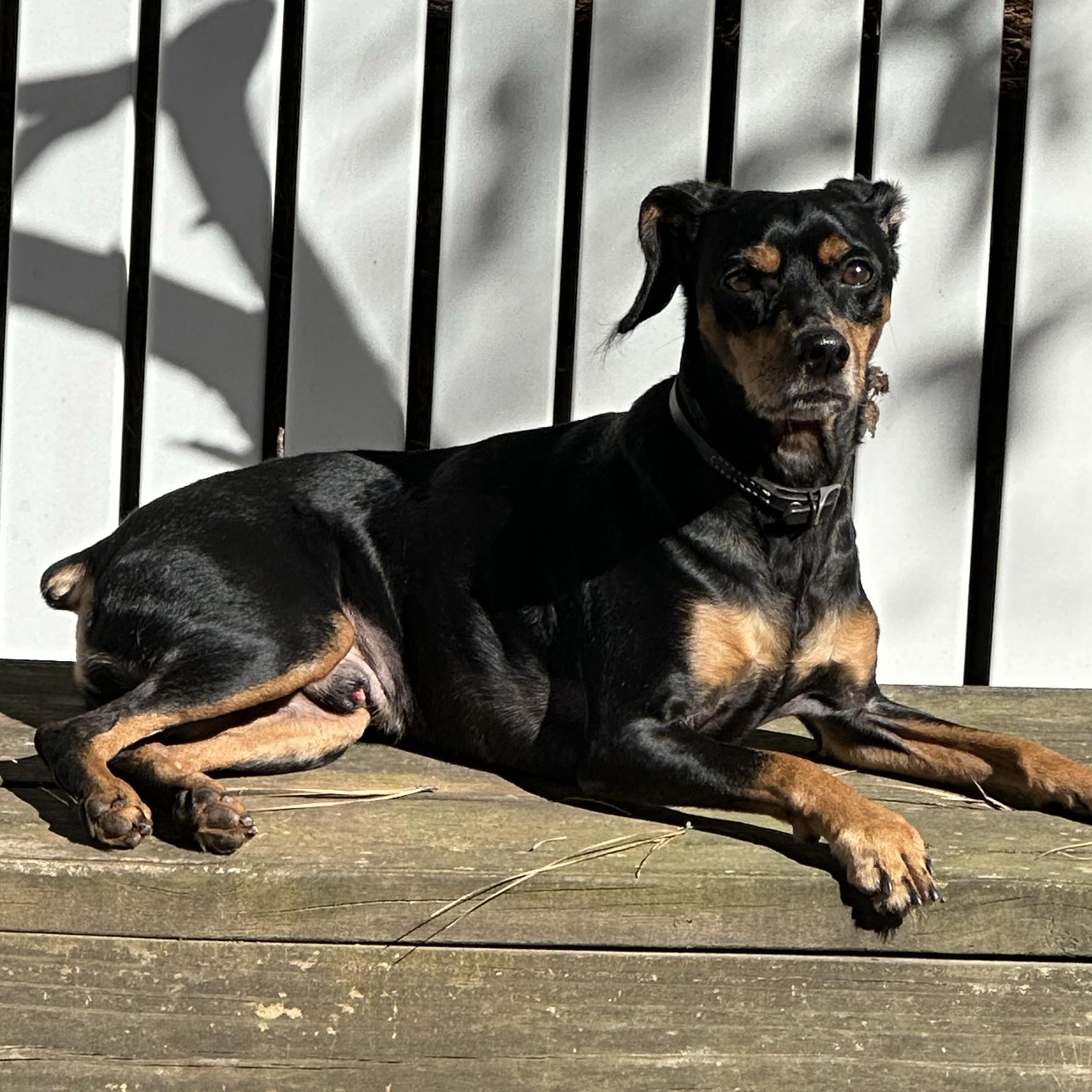 The Backyard Project
