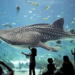 Georgia Aquarium