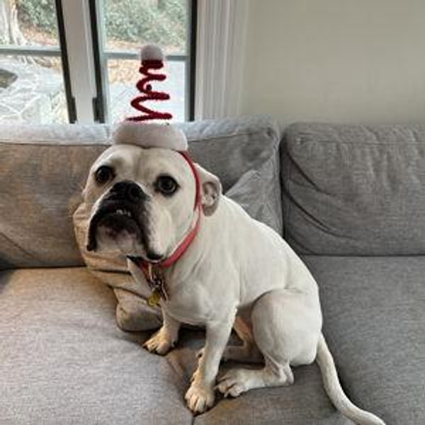 Buy Junebug a Treat