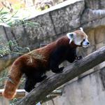 Memphis Zoo