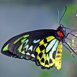 The Butterfly Place