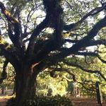 Audubon Park