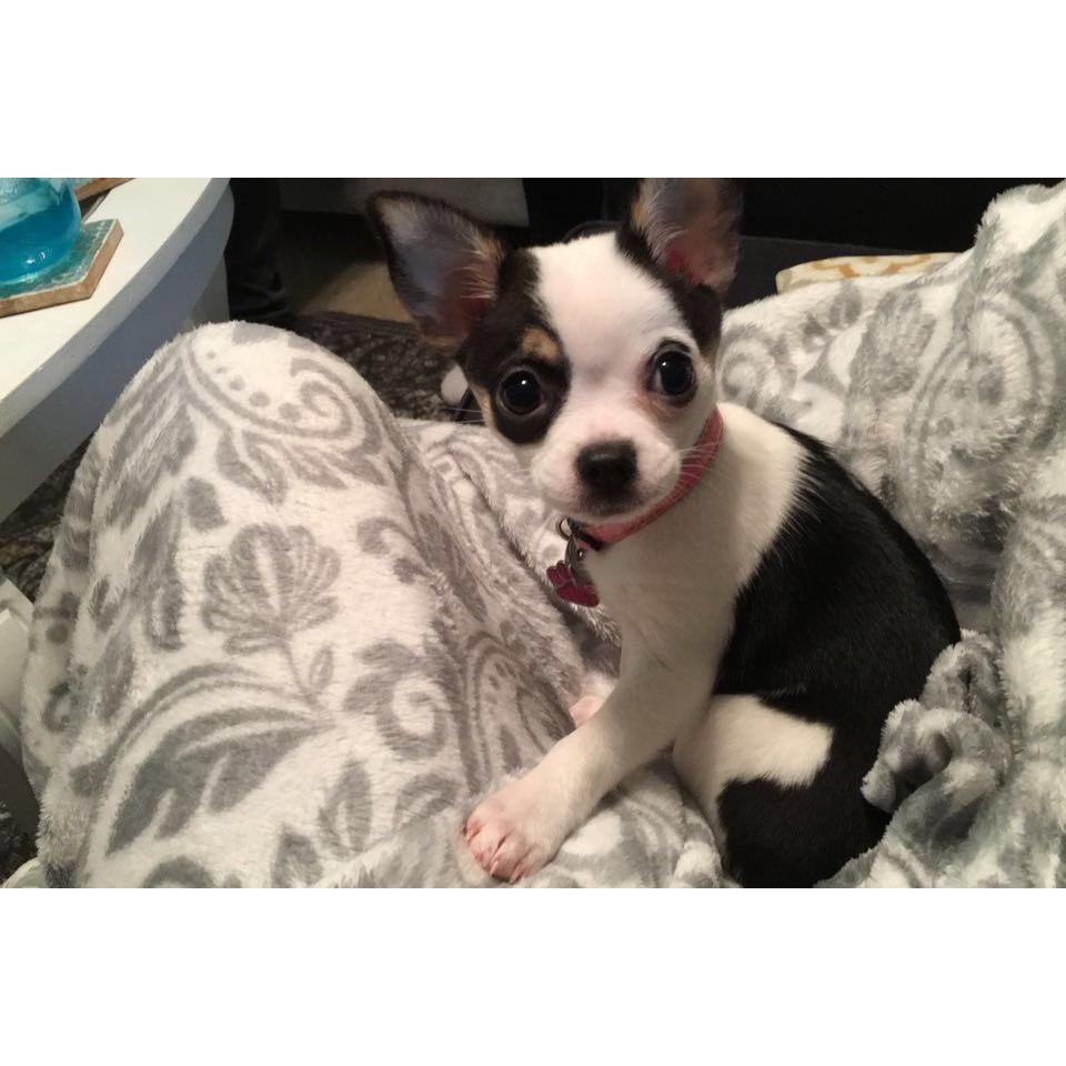 Daisy, our newest edition to the family.