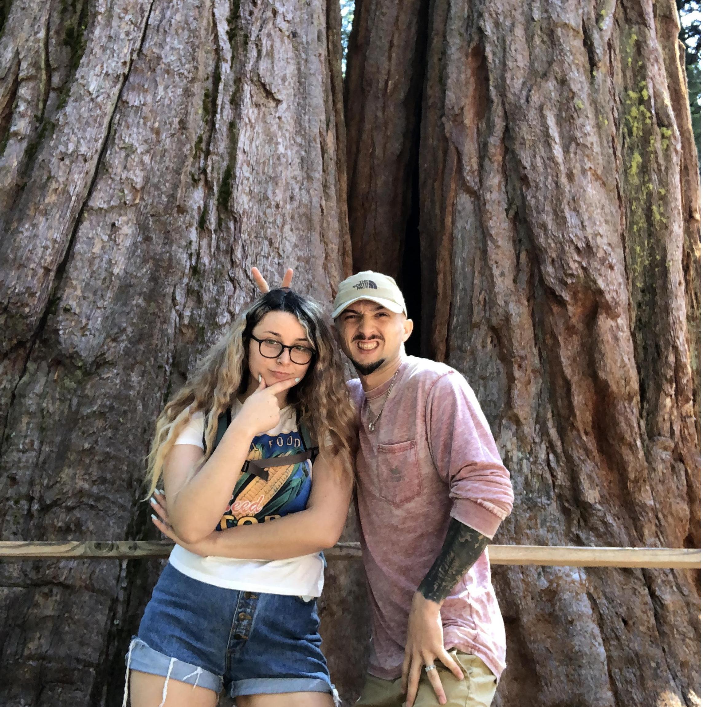 Adventuring the redwood forest