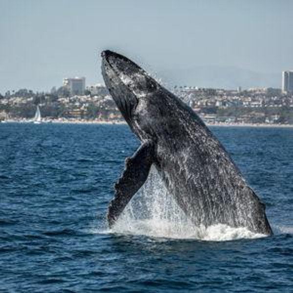 Whale Watching