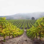 Santa Barbara Wine Country Tours
