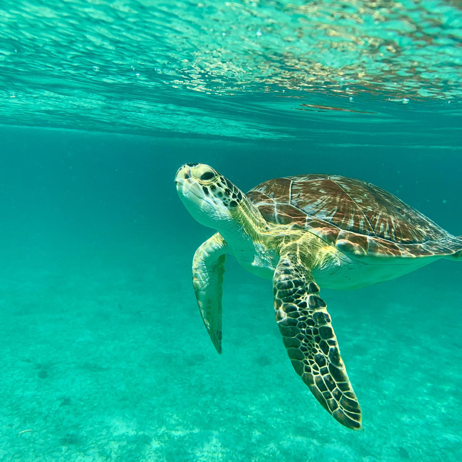 Swimming at Maho Bay.