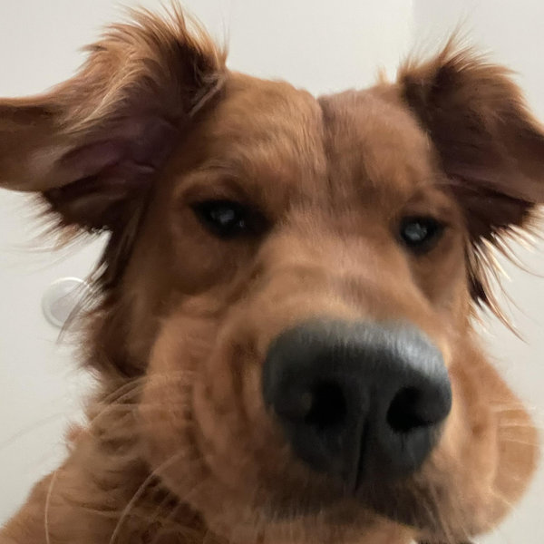 Our Golden Retriever Fund
