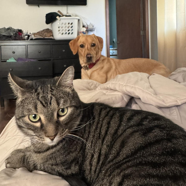 Fur Babies