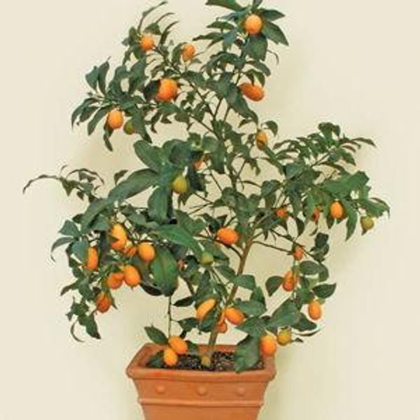 Kumquat Tree