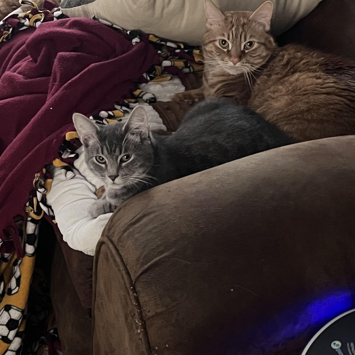 Our fur babies