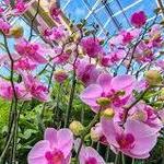Atlanta Botanical Garden
