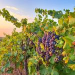 Kiepersol - Restaurant, Winery & Vineyard, Deluxe Bed & Breakfast & More!