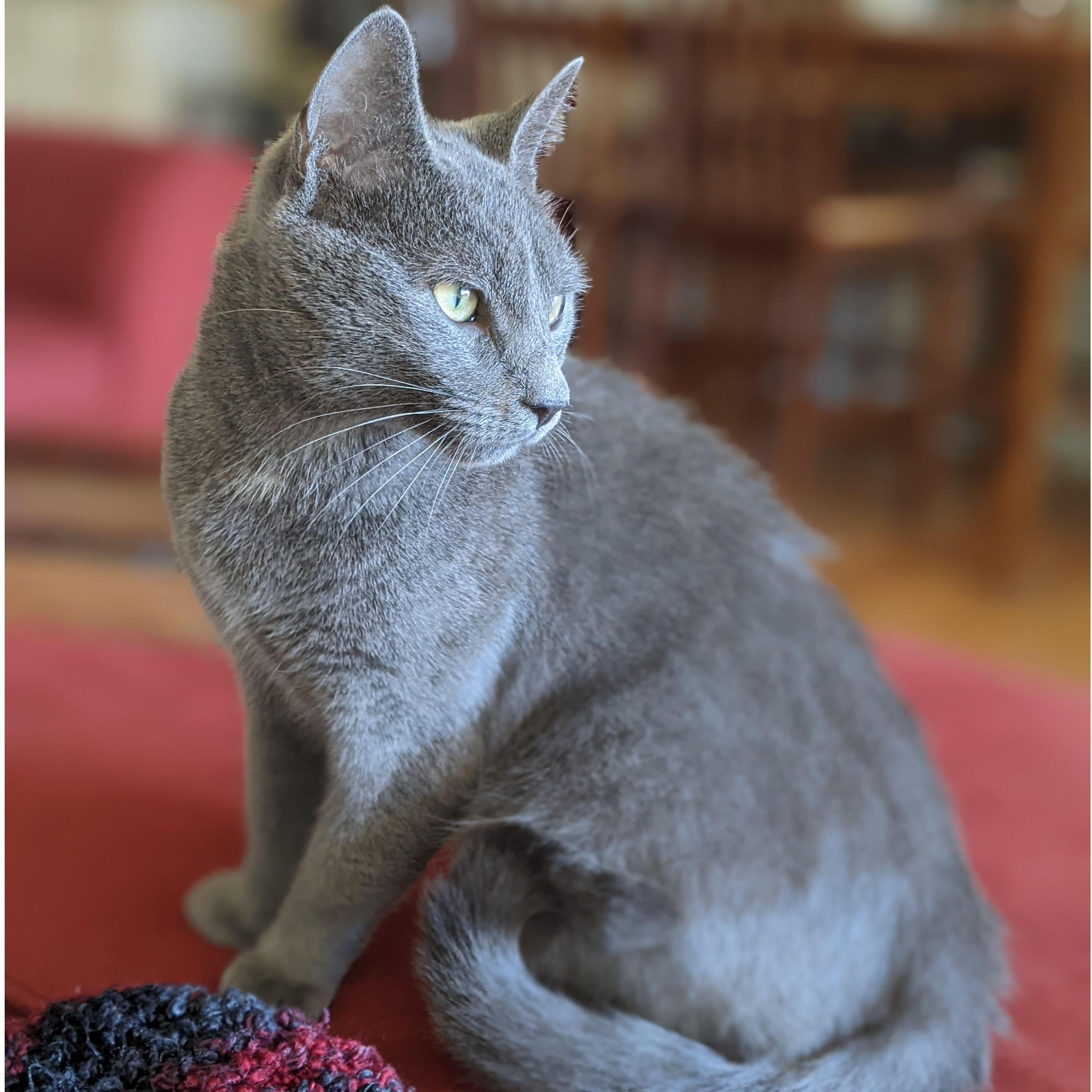Smokey in his new home, 2022
