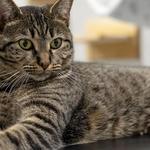 RubyCats Cat Cafe