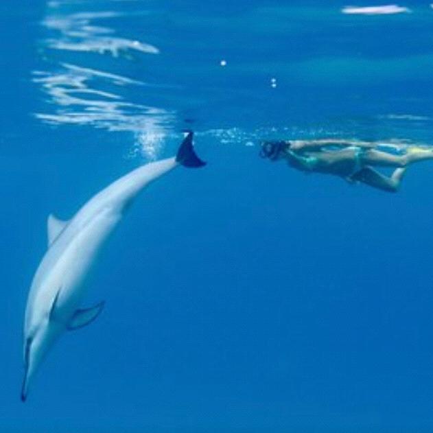 Swim woth Dolphins