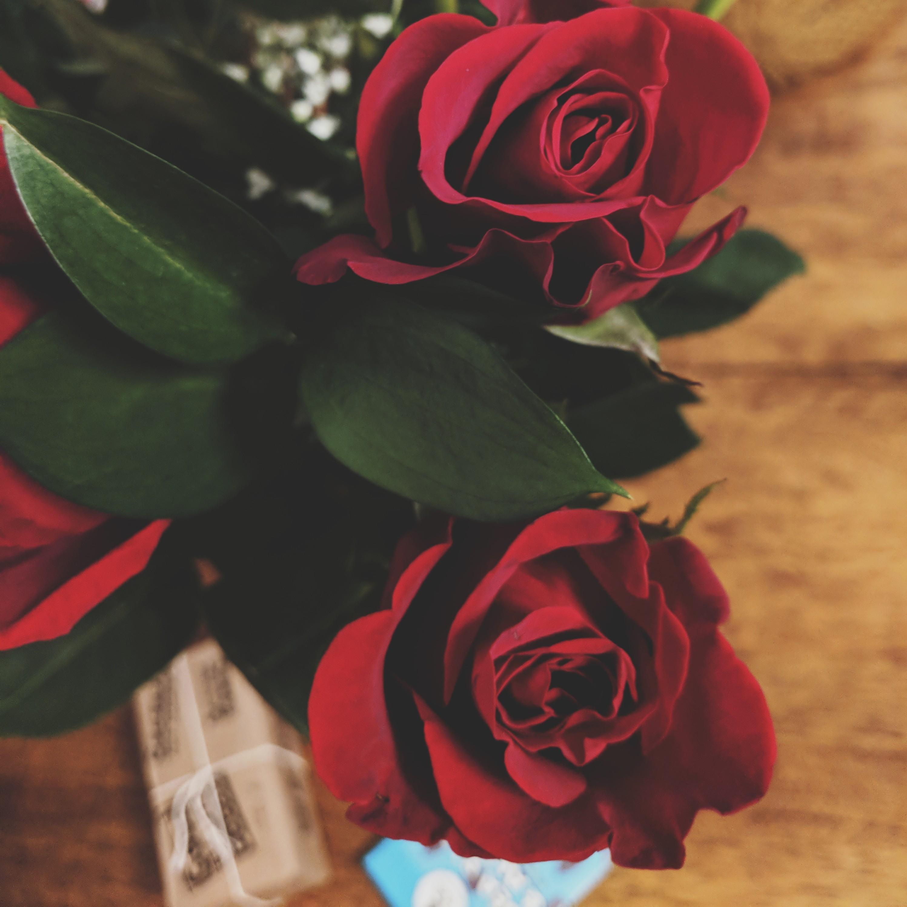 February 14th, 2018:
Samantha came home to Roses and chocolates for Valentine's Day. ❤️
