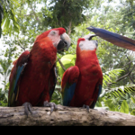 Jungle Island