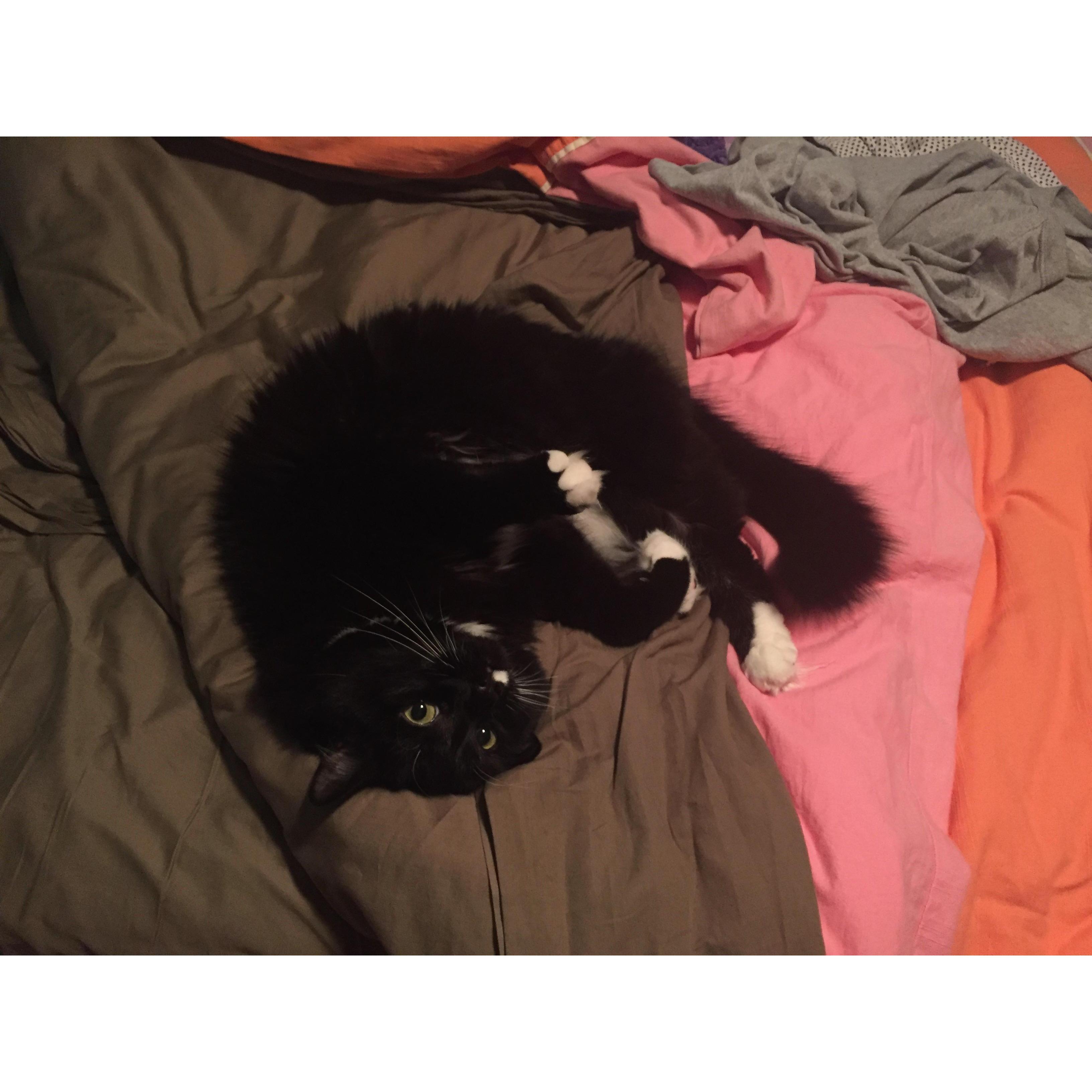 Amanda's cat, Pinot
