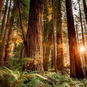 Redwoods Guided Hike
