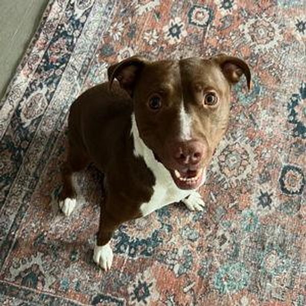 Donations to the Humane Society of Missouri