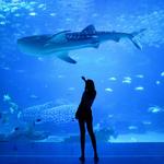 Baltimore National Aquarium