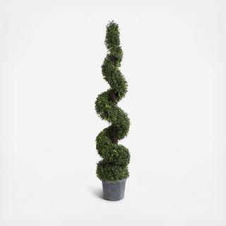 Spiral Boxwood Potted Topiary