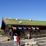 Al Johnson’s Swedish Restaurant & Butik