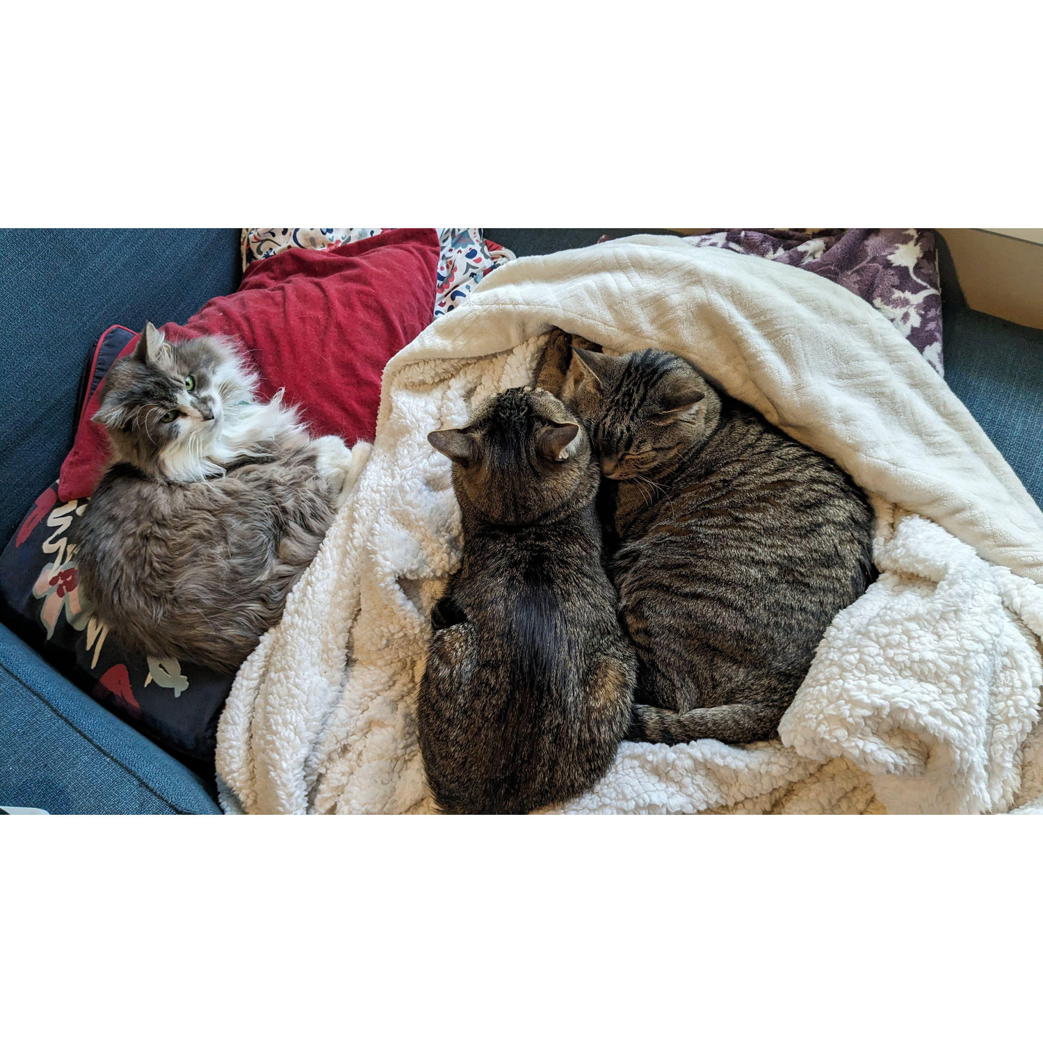 Our many cats. We are cat-rich.