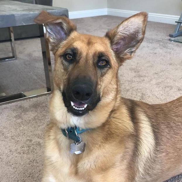 Fur baby #1