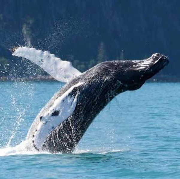 Whale Watching for 2