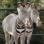 Omaha's Henry Doorly Zoo and Aquarium