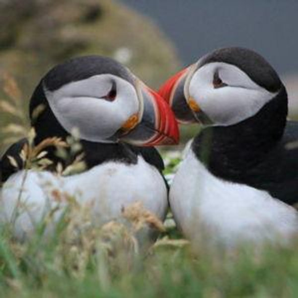 Iceland honeymoon fund