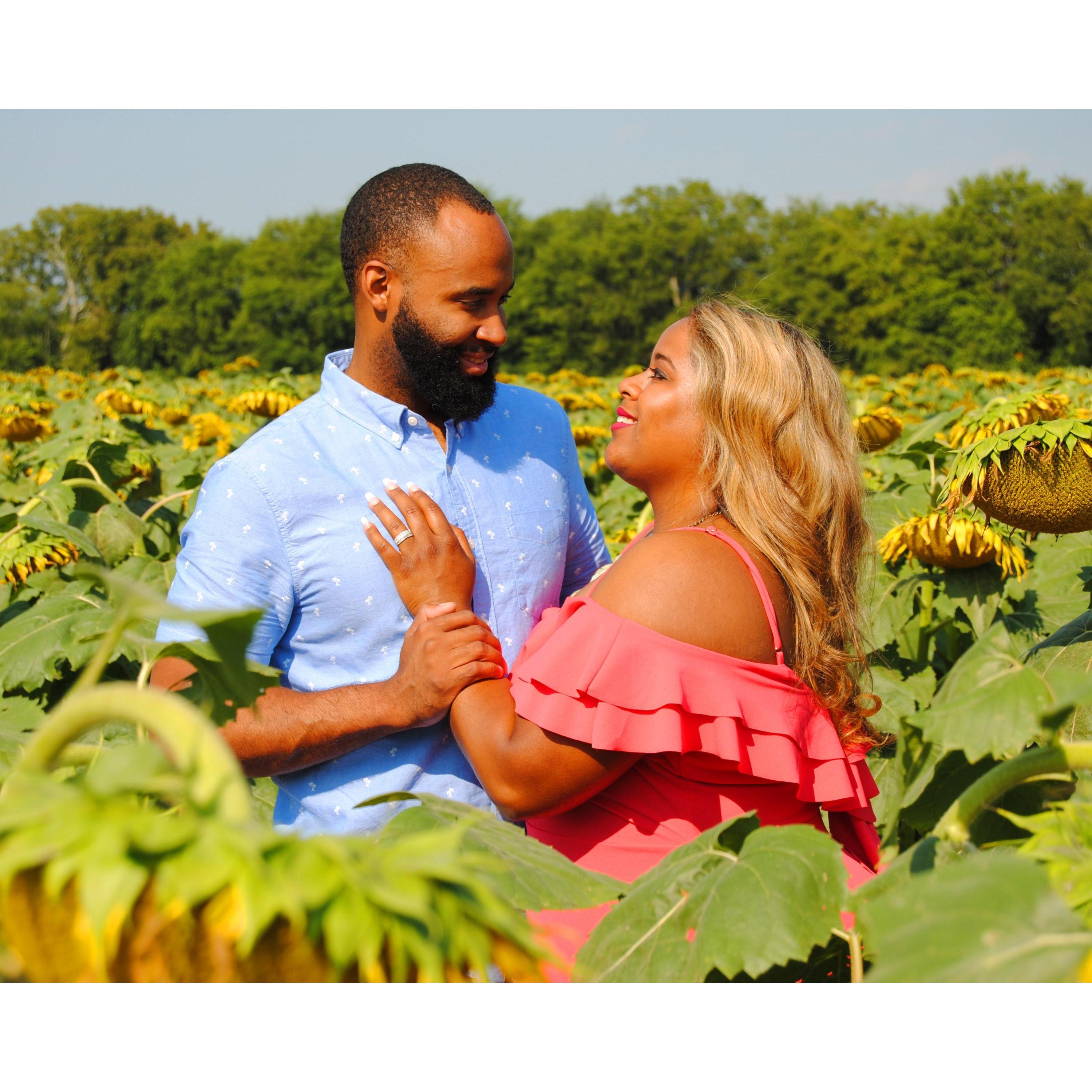 Engagement photos in the sunflower fields in July